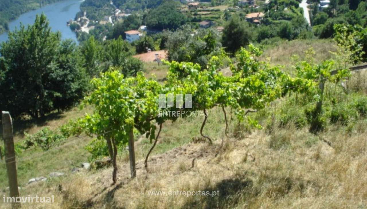 Venda Quinta com Moradia para reconstruir, Magrelos, Marco de Canavese - Grande imagem: 4/12