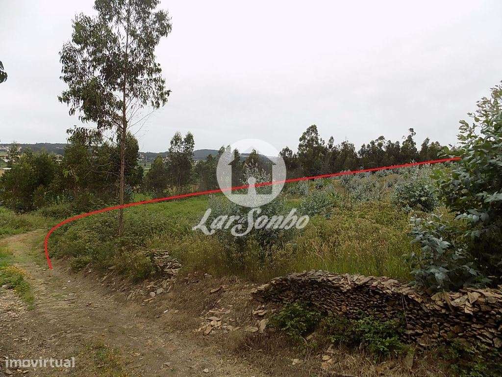 Terreno florestal Eucaliptal com 19200m2 Fradelos - Grande imagem: 3/5