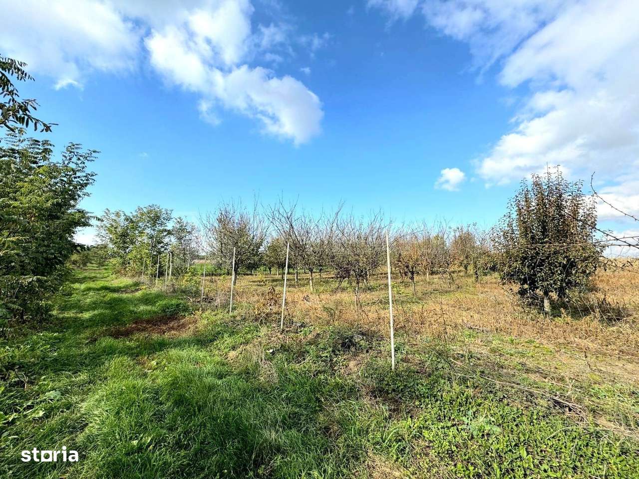 Livada+gradina, teren intravilan 2902mp, Damienesti-Bacau, comision 0 - Imagine principală: 4/16