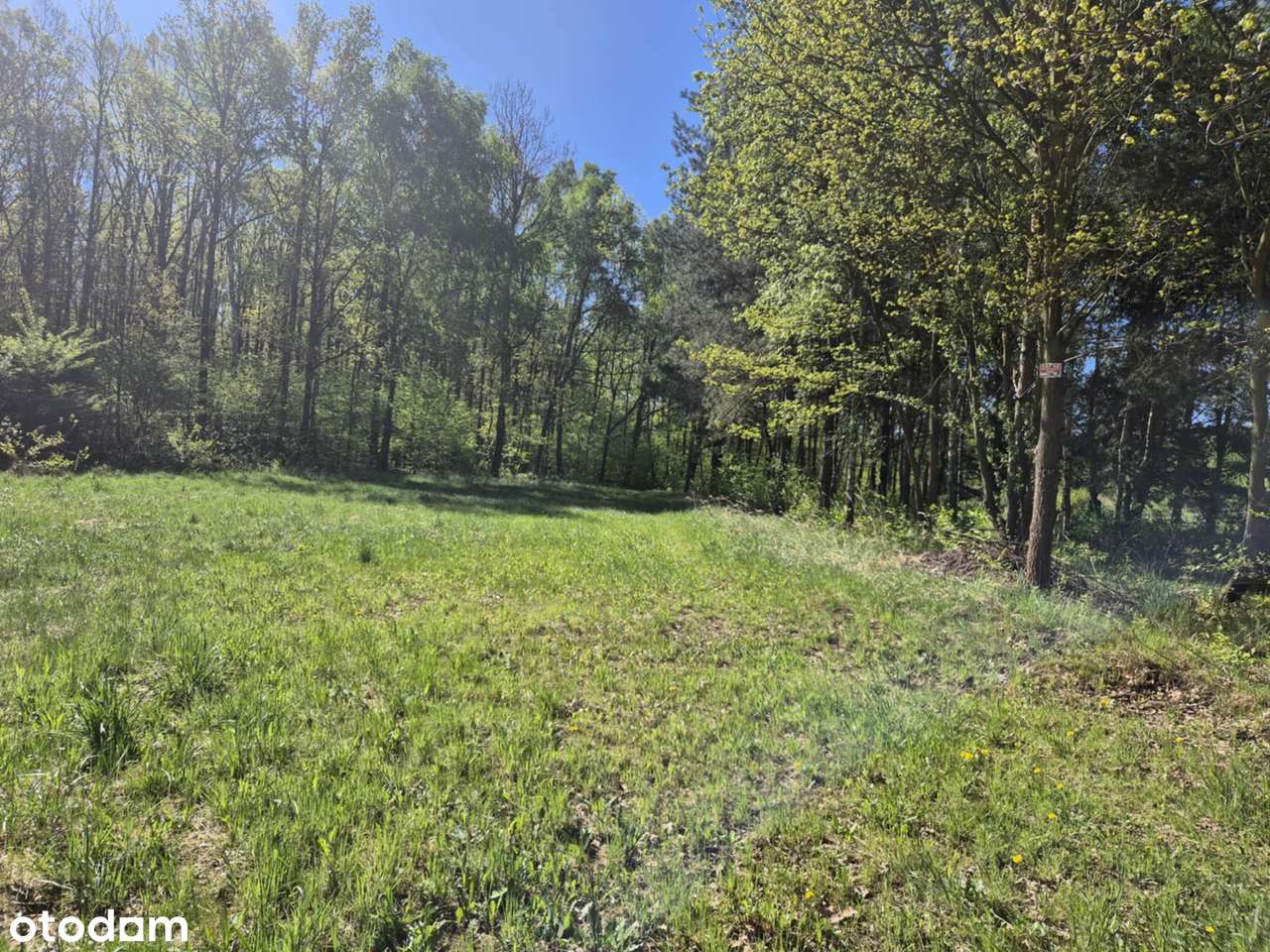 Działka w sąsiedztwie lasu - Pełny obrazek: 3/11