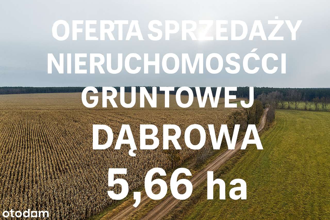 DZIAŁKA ROLNA DĄRBOWA GM STRZEGOWO 5,65 HA  - CENA 10 ZŁ / M2 - Pełny obrazek: 1/1