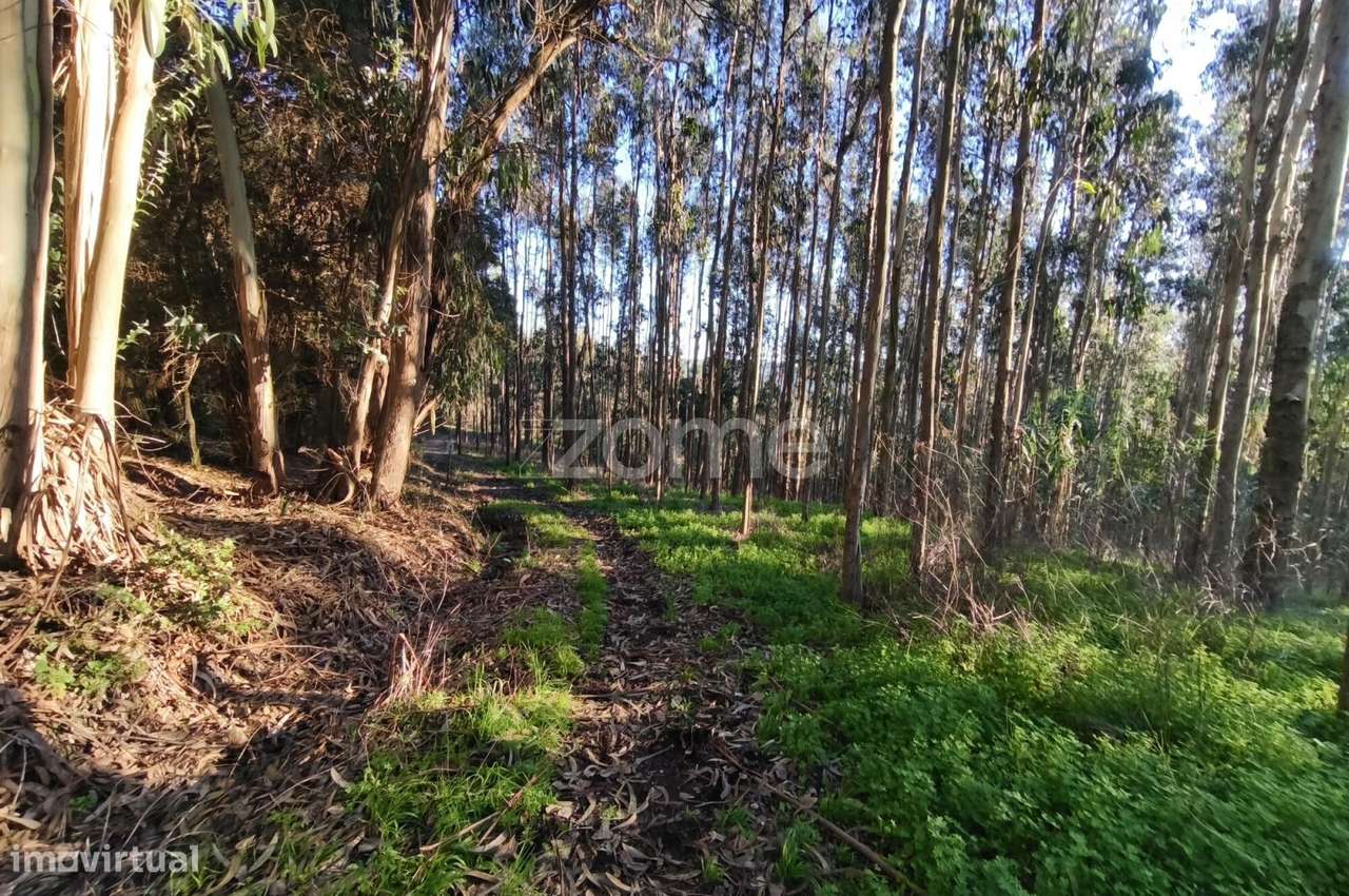 Terreno Urbanizável - Grande imagem: 5/24