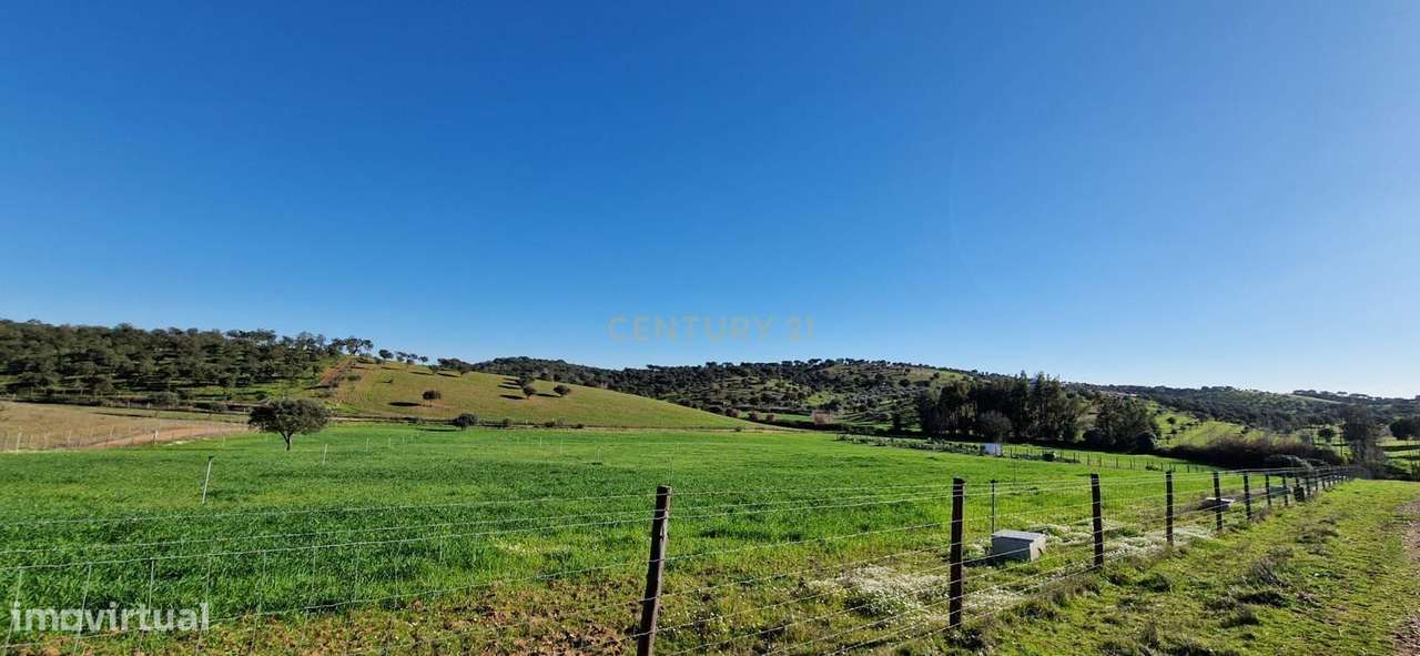 Herdade de 62 Hectares no Coração do Alentejo – Évora  - Agricultura --30
