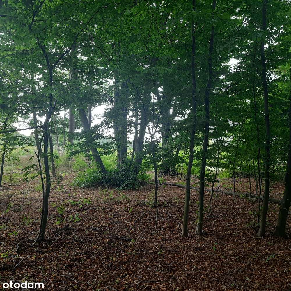 Działka budowlana Aleksandria, Puszcza Mariańska-6