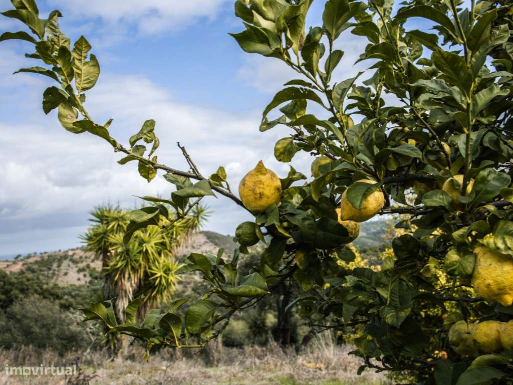 ** Fantástico Monte Alentejano com 50.000m2 Próximo a Maravilhosa C...-14