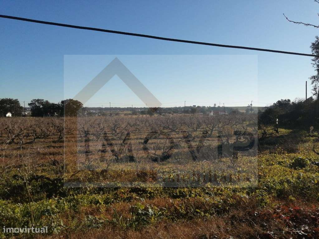 Terreno com vinha de casta Castelão certificada - Grande imagem: 3/9