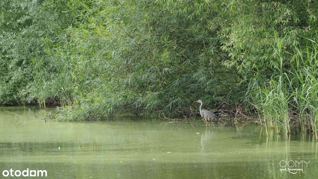 Działka budowlana 1275 | Domy Nad Stawami Żernica 10 min. do Gliwic-16