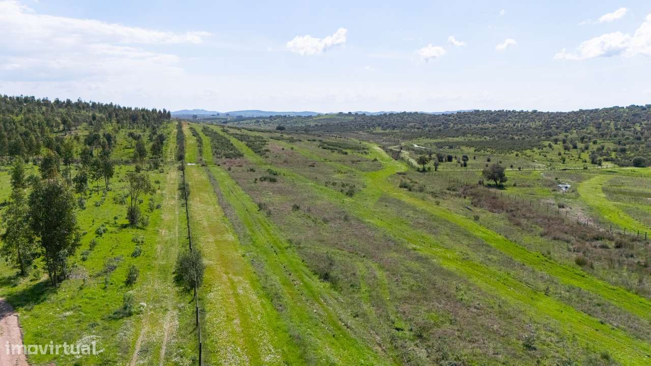 Herdade do Penedo Gordo – 15 Hectares de Elevado Potencial no Alentejo - Grande imagem: 4/6