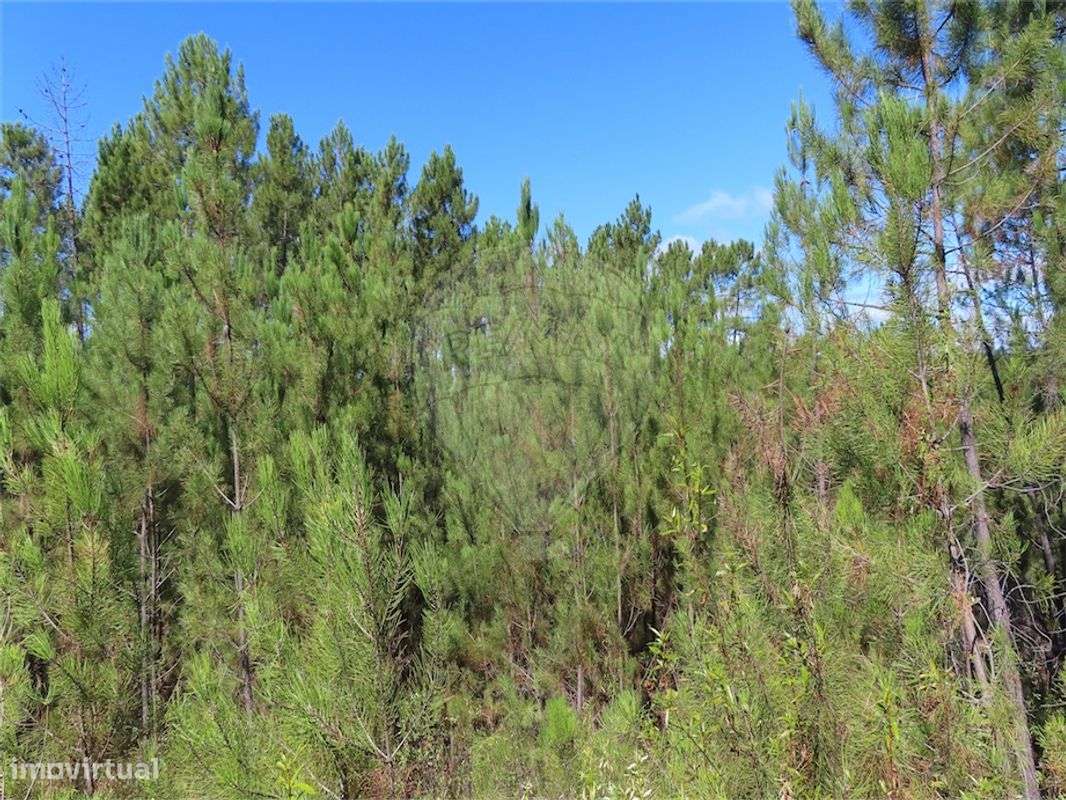 Quinta  para venda - Grande imagem: 2/4