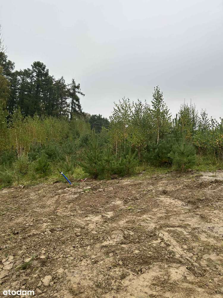 Działka z pozwoleniem na budowę - Pierwoszyno - Pełny obrazek: 2/7