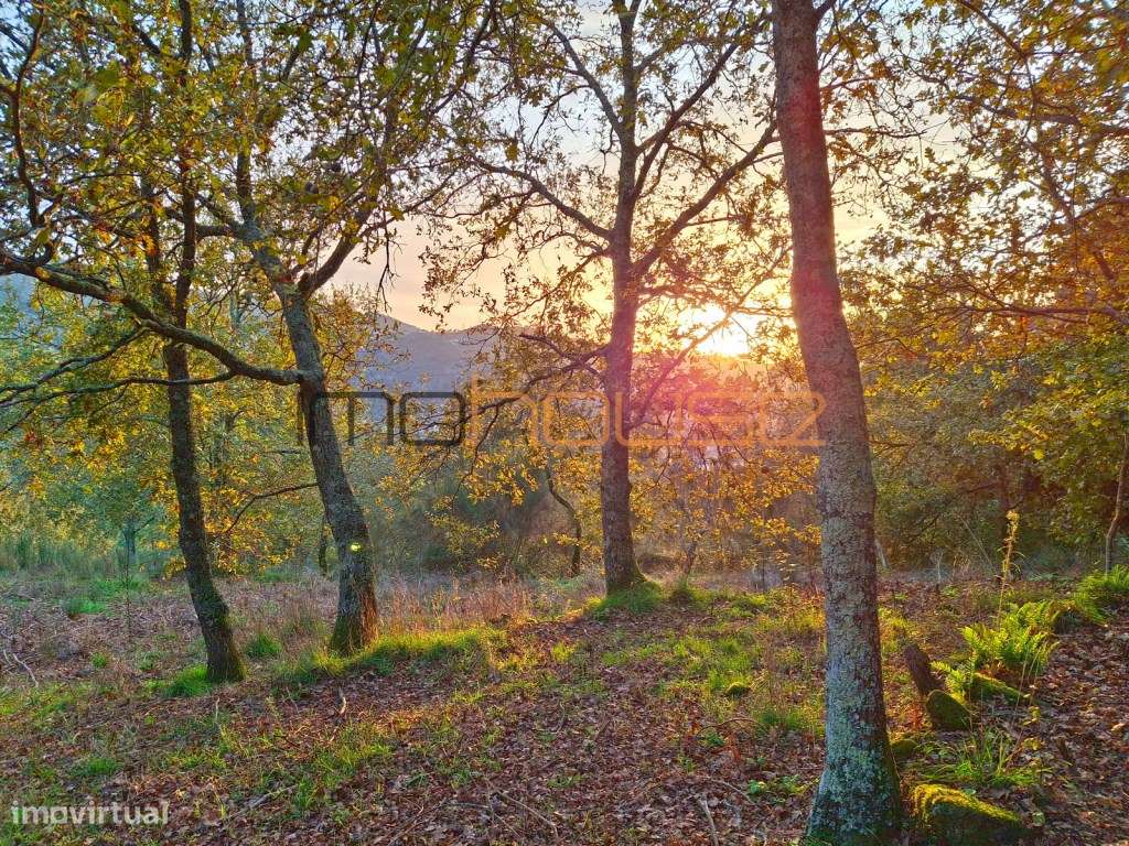 Quinta isolada - Amarante-3