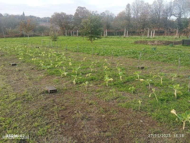 Terreno pomar Valença - Grande imagem: 5/8