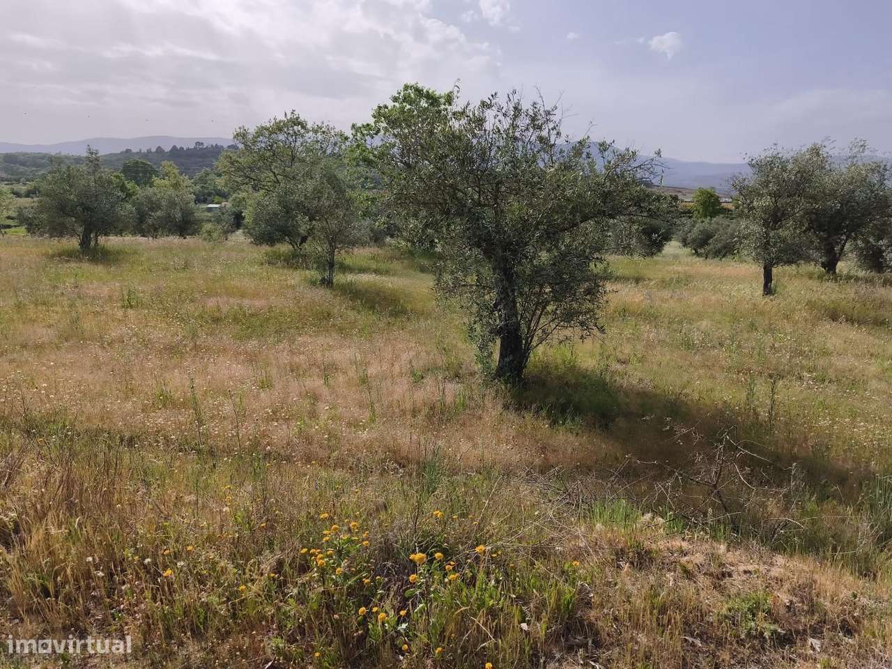 Terreno rustico em castanheira de baixo Peraboa-15