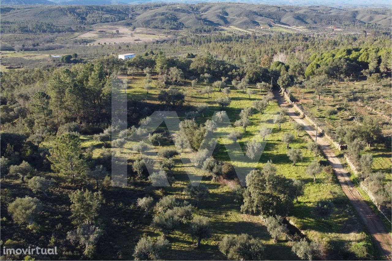 Terreno Agricola com 1.9ha muitas Oliveiras e Solo fertil para Cultivo