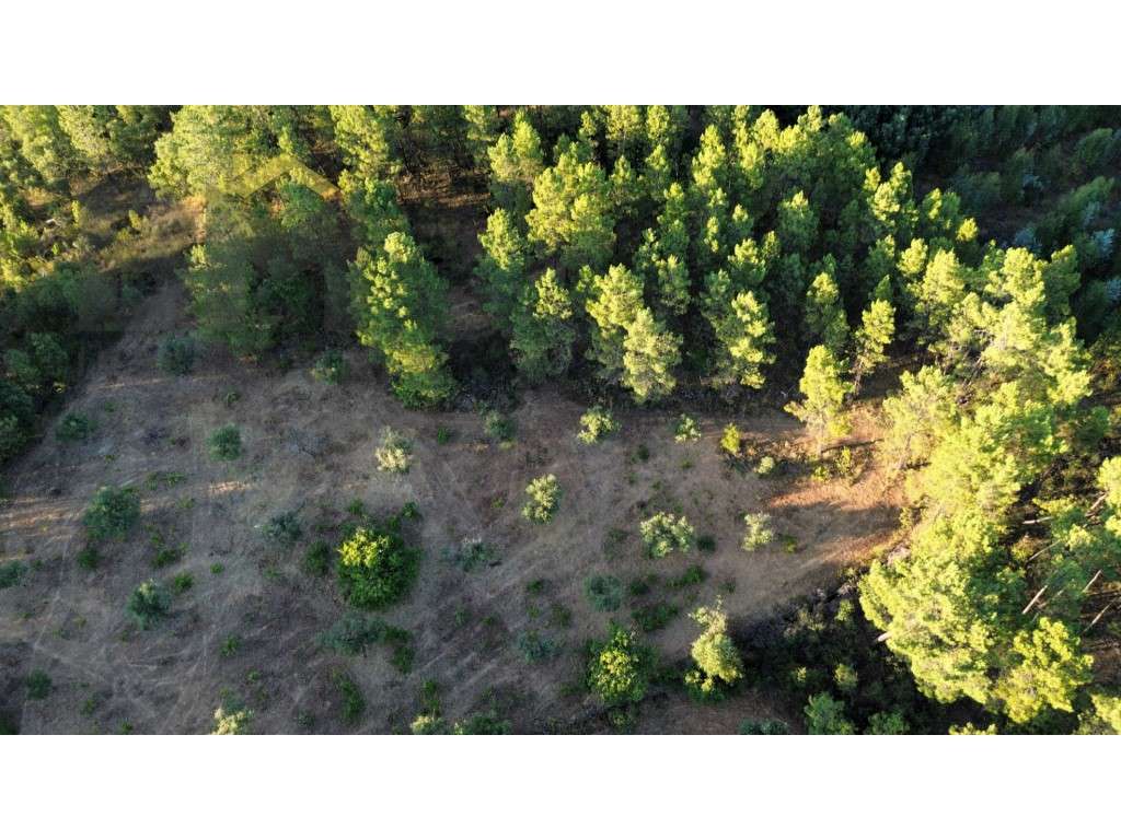 Terreno rústico com 6.600m2, para venda, em Freixial do Campo. - Grande imagem: 3/12