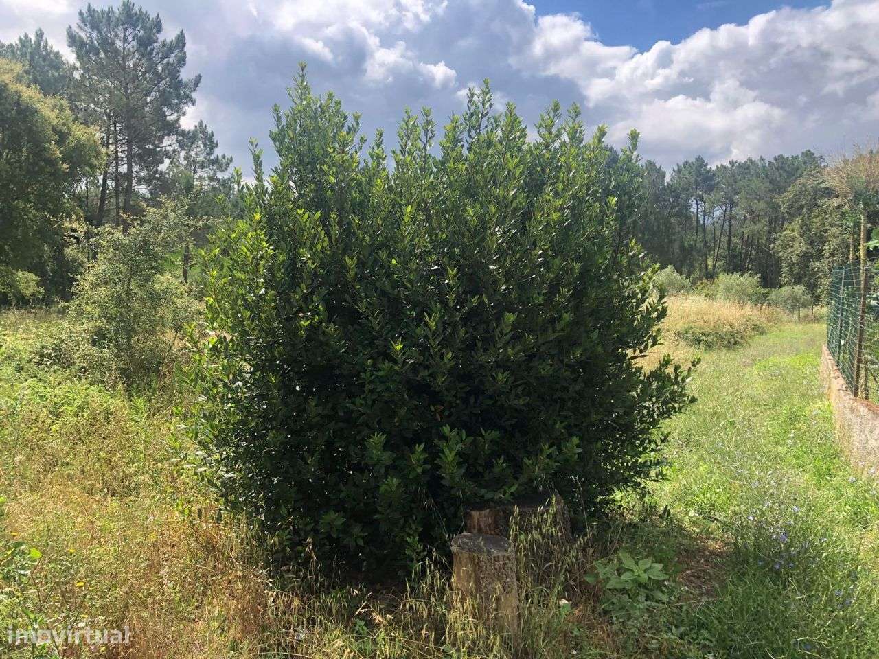 Terreno urbanizável em Ferraria de Pataias-3