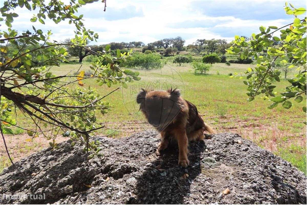 Quinta T0 para Venda - Grande imagem: 4/35