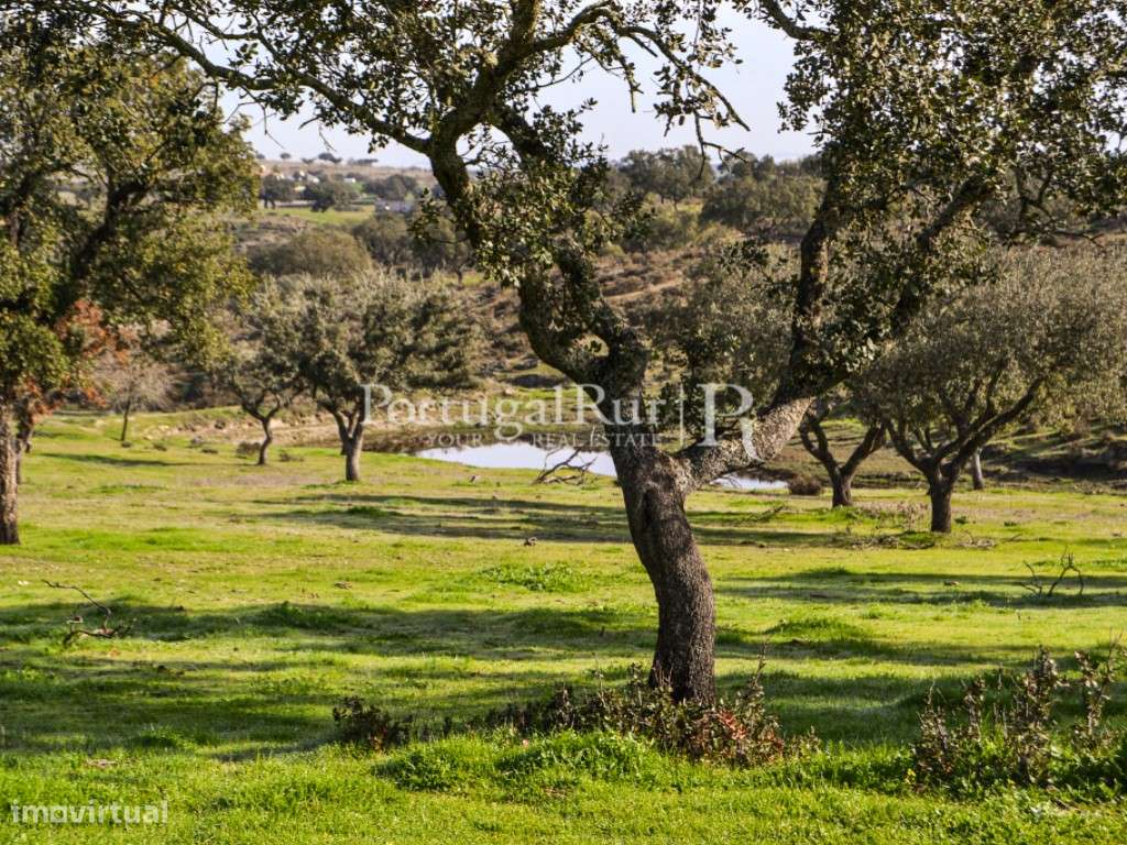 Herdade de 60 ha e monte, em Reguengos de Monsaraz-20