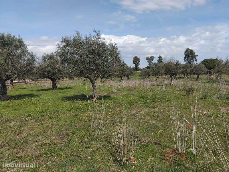 Magnifico terreno/olival em Vila Boim