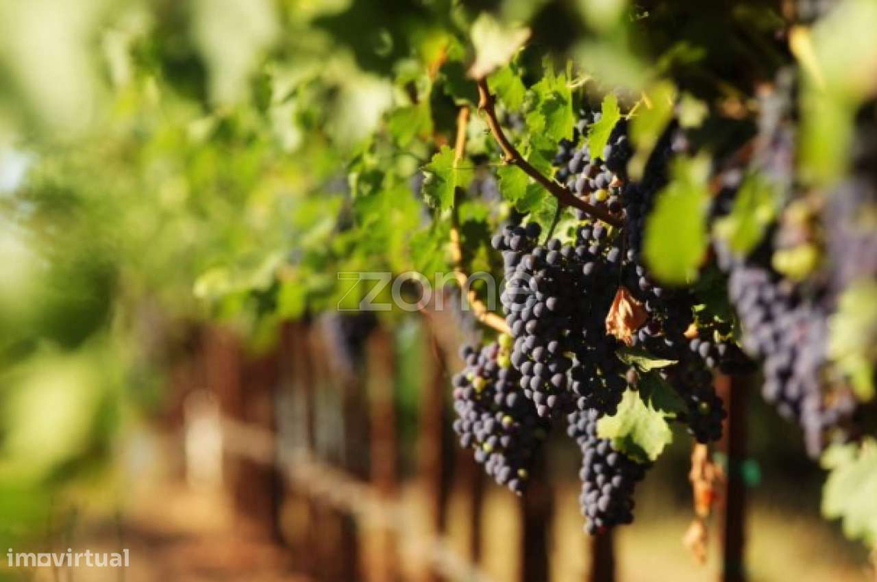 Quinta no Douro - Douro Farm - Douro-TAL-11