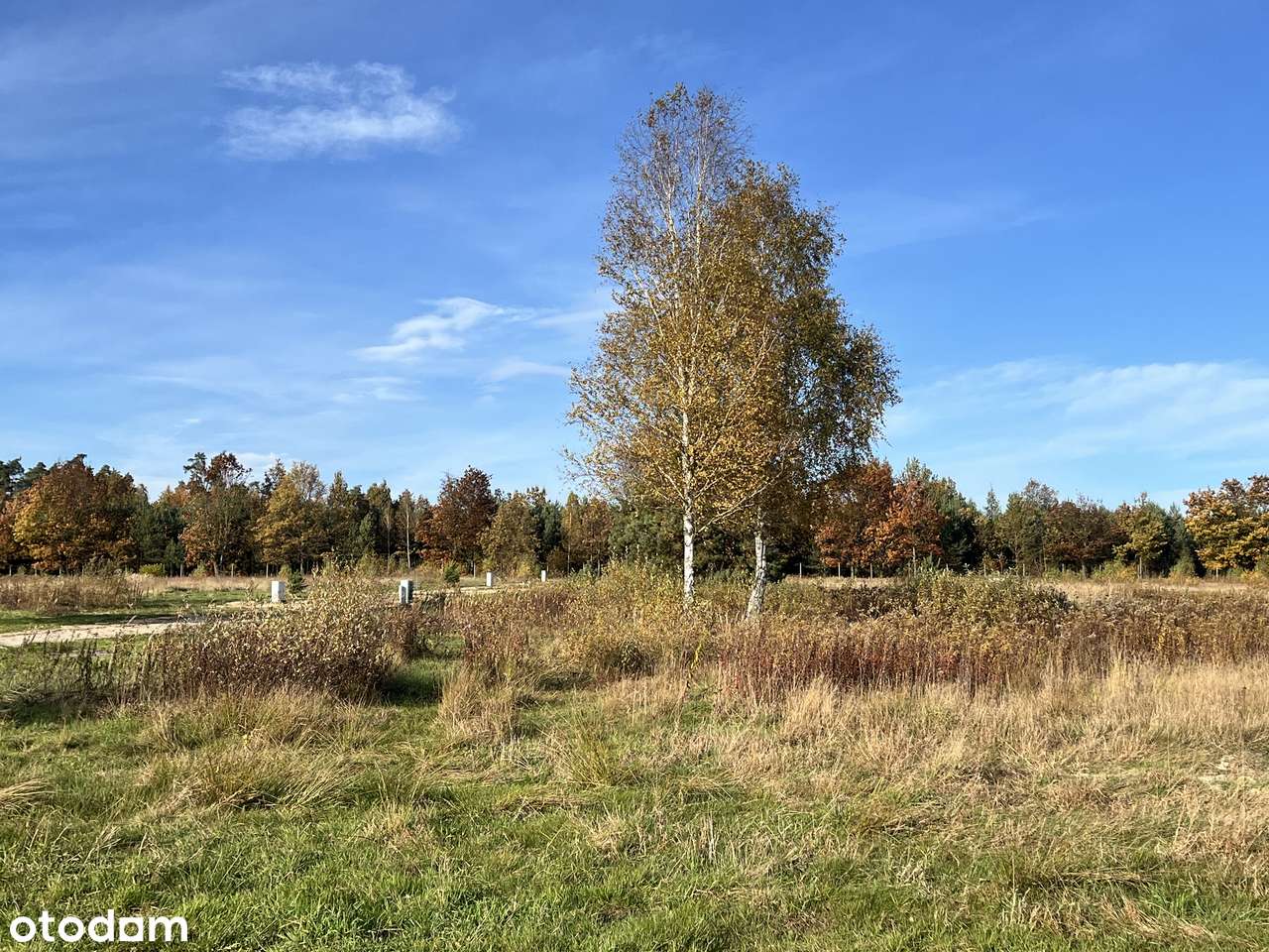 Olszyna - "LEŚNY ZAKĄTEK"-5