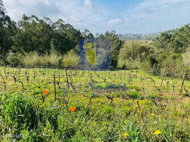 Vinha na Ramalhosa - Alvorninha - Grande imagem: 4/7