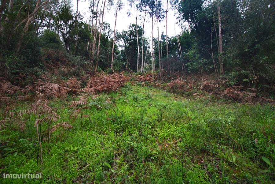 Grande propriedade, com floresta e 2 ruínas, Fraldeu, Óbidos-17