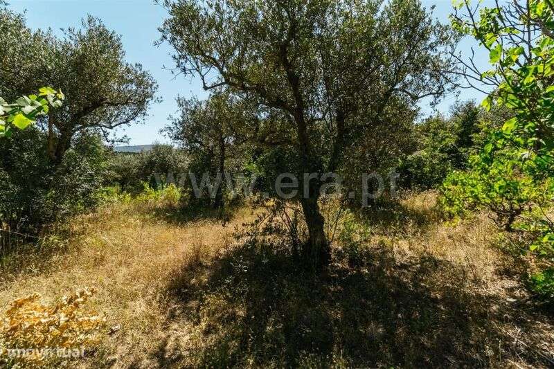 Terreno / Fundão, Carvalhal - Grande imagem: 2/3