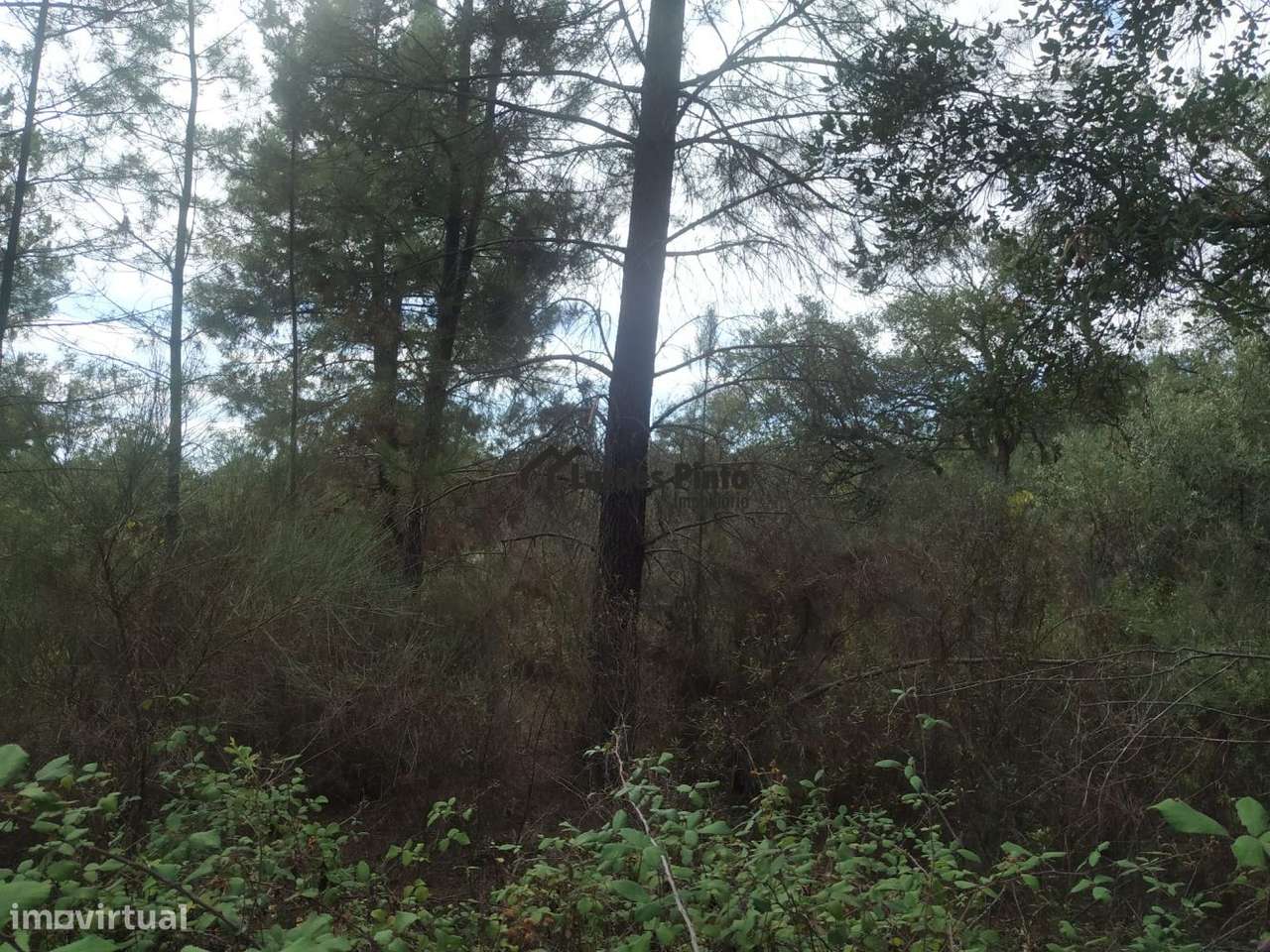 Quinta com casa em pedra - Grande imagem: 4/17