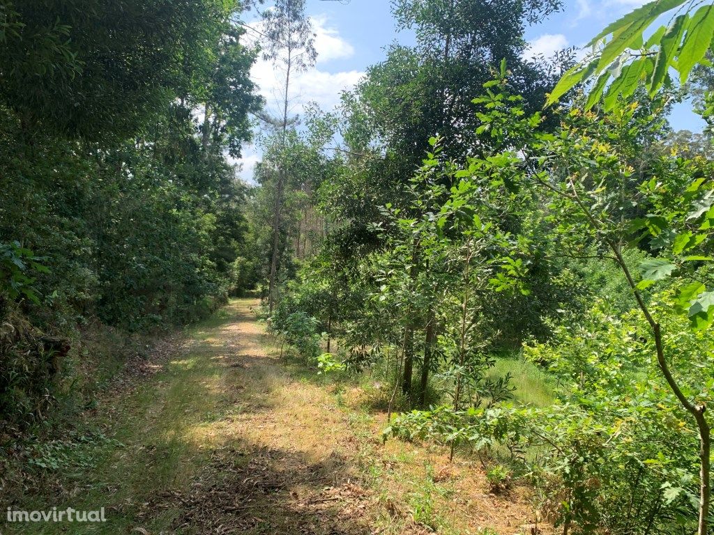 Quinta / propriedade agrícola, com nascente de agua - Aveiro