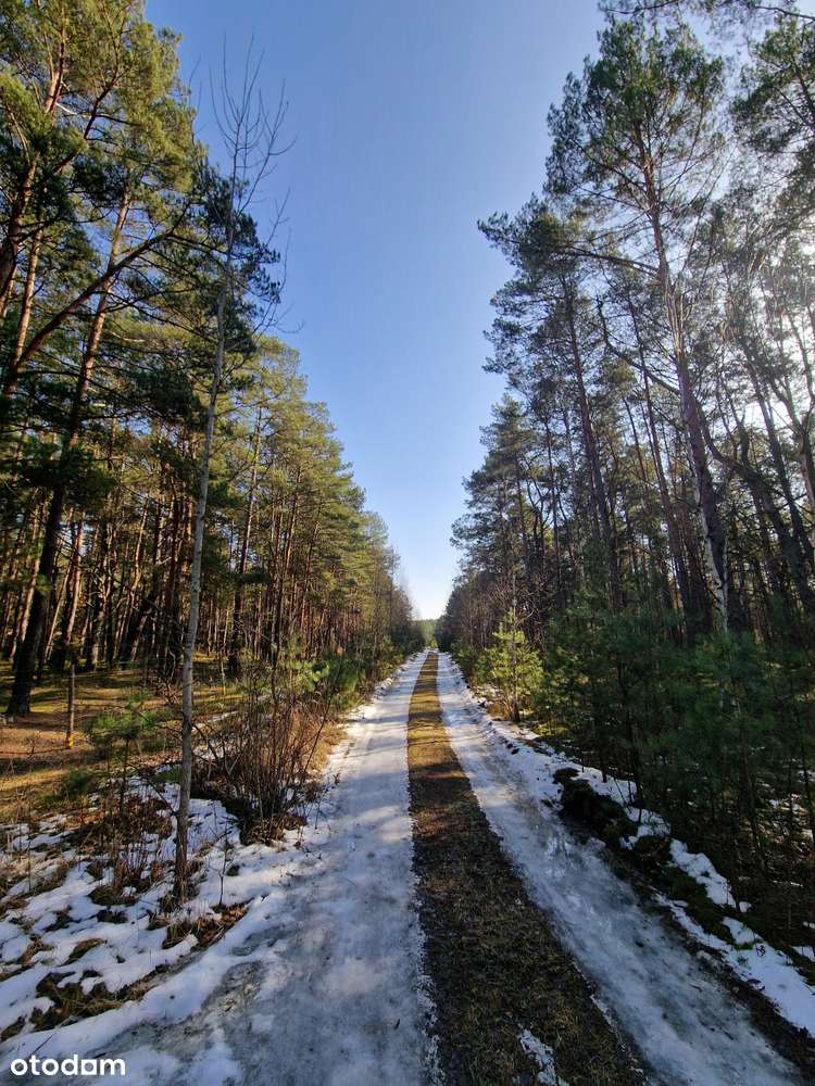 Dwie działki po 3250 m2 Popowo-Letnisko - Pełny obrazek: 5/11