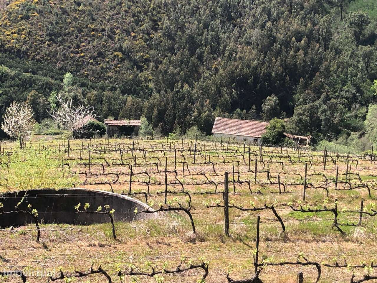 Quinta espetacular na região do vinho verde em plena produção-26