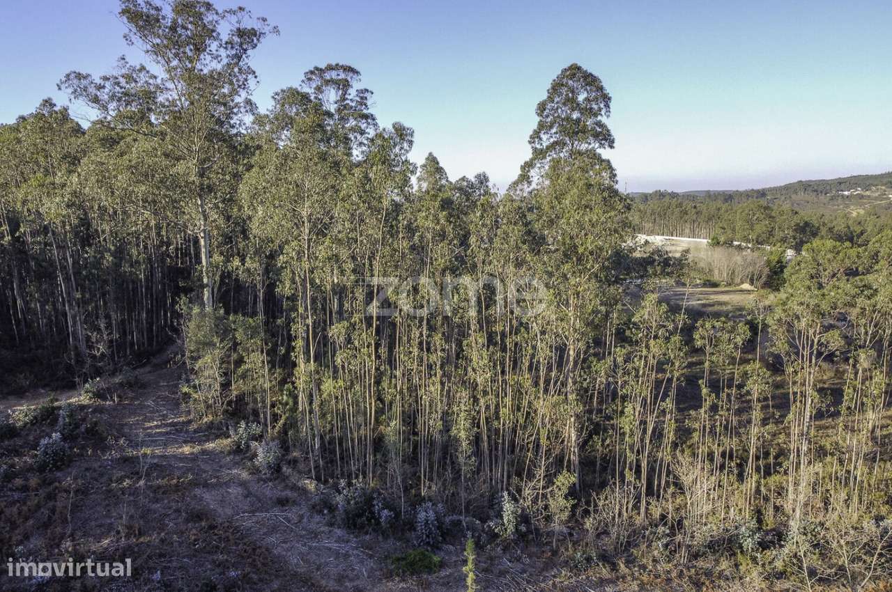 Terreno Rústico com Cultura de Mata Mista, Folgosa, Maia - Grande imagem: 2/22