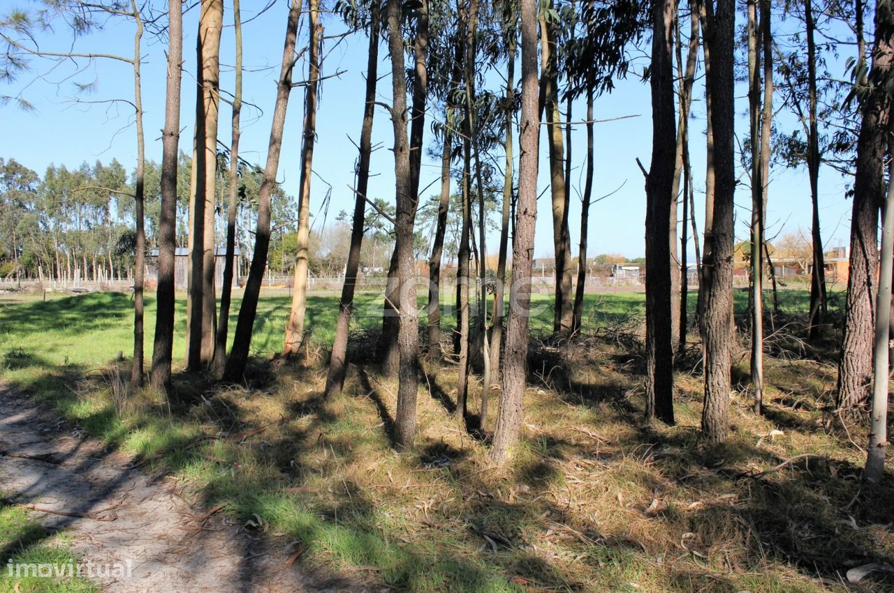 Terreno na Torreira, Murtosa