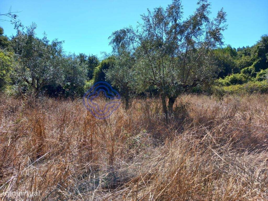 Terreno agrícola com poço próximo de Dornes no Centro de Portugal - Grande imagem: 5/15