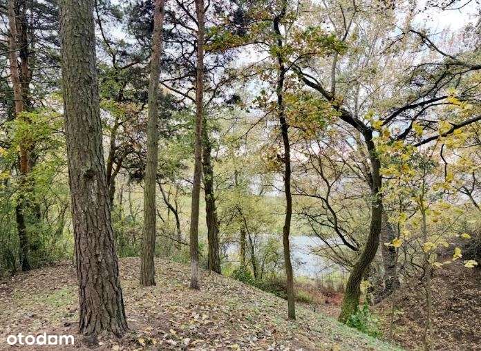 Unikatowa nieruchomość nad Wisłą*35 km do W-wy - Pełny obrazek: 5/20