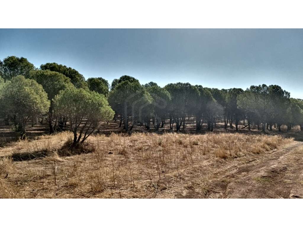 Terreno Misto com 560.000 m2 destinado a Agro-Turismo perto de Silv... - Grande imagem: 2/30