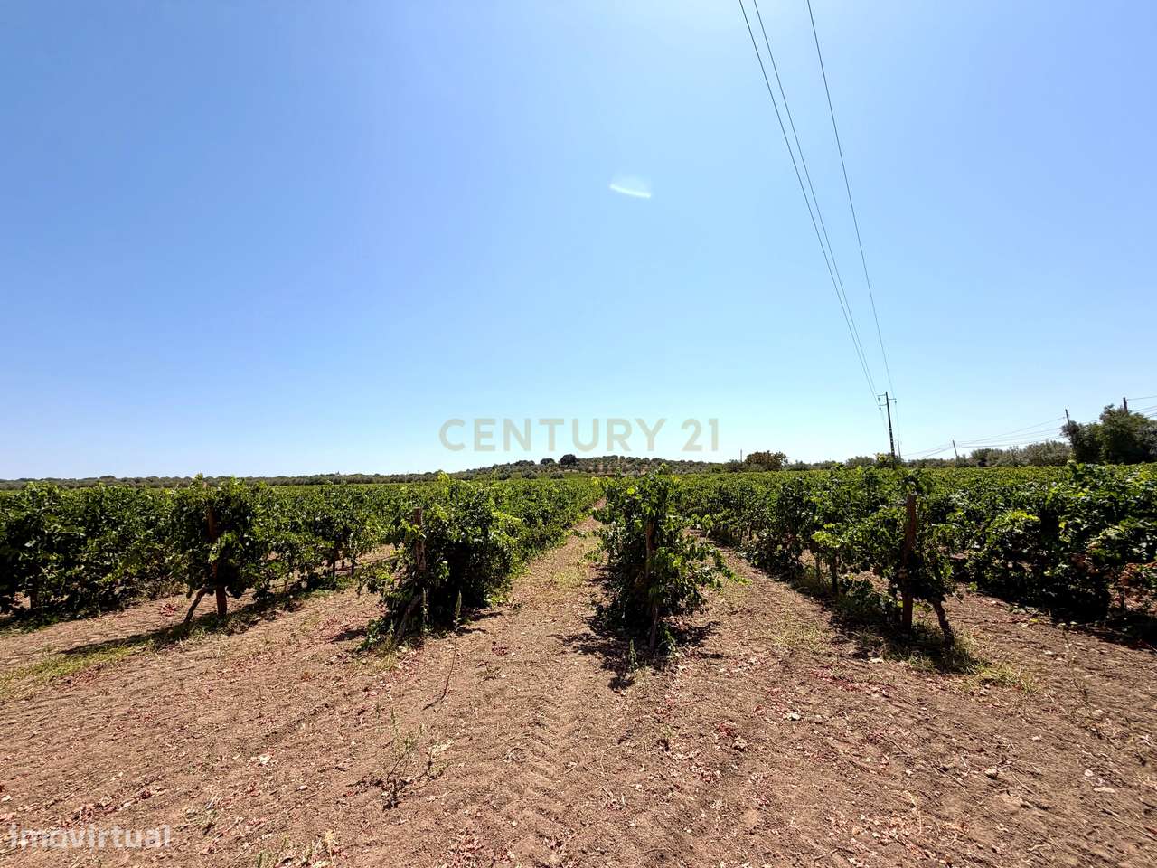 Herdade de Pandeira, Vinha e Olival em Produção em Reguengos de Monsar-9
