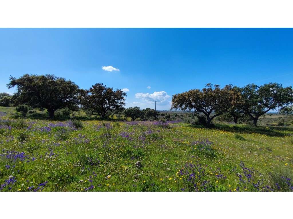 Terreno rústico perto de Póvoa de São Miguel - Grande imagem: 4/6