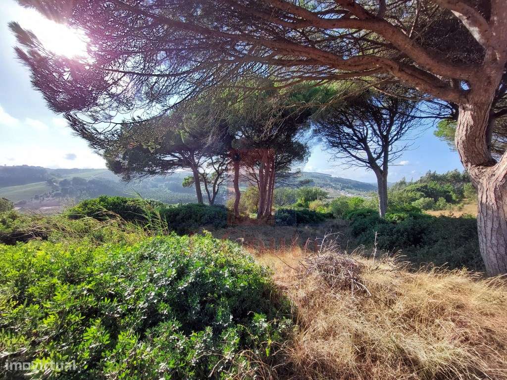 Terreno Rústico com 9.630 m² em A-Dos-Francos, Caldas da Rainha - Grande imagem: 5/16