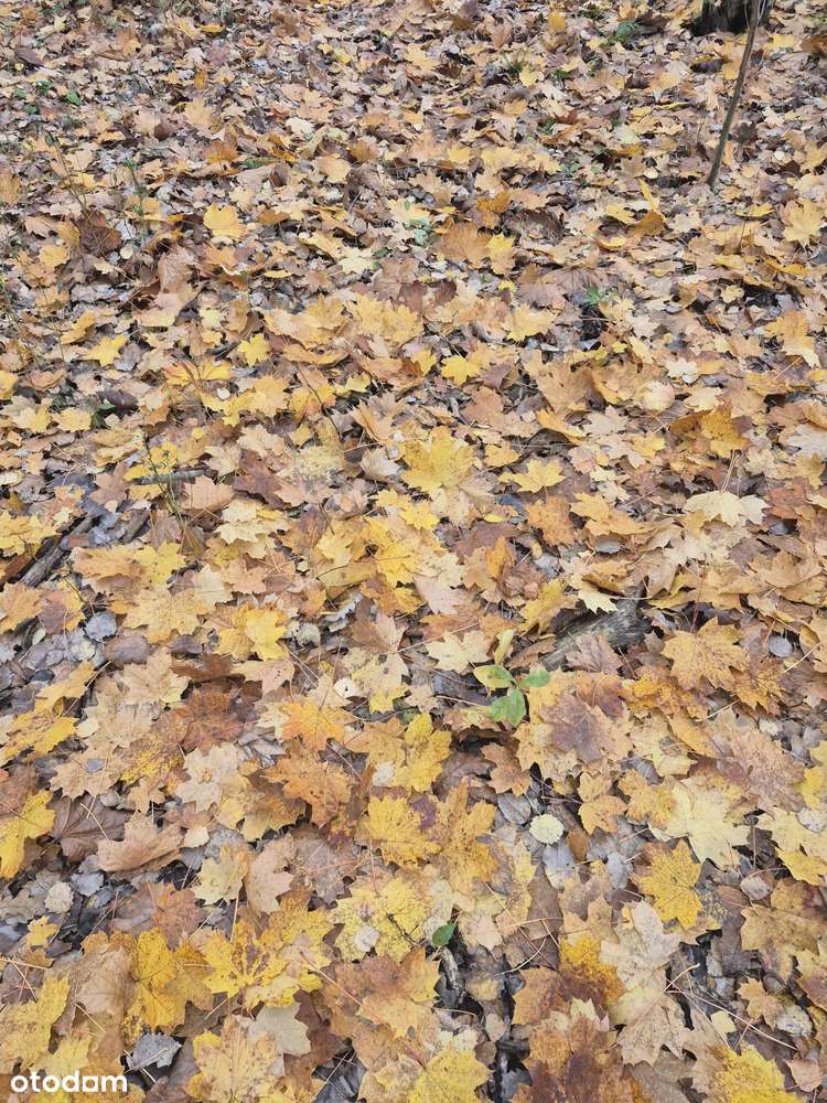 Działka rolno budowlana-3