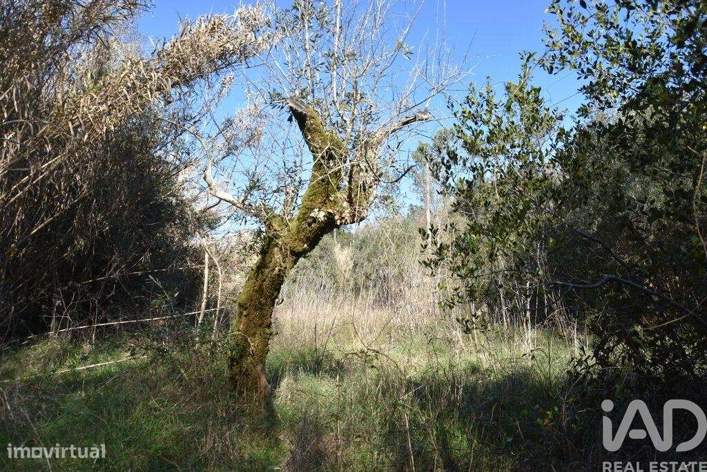 Terreno em Freixianda, Ribeira do Fárrio e Formigais de 2840,00 m2 - Grande imagem: 4/30