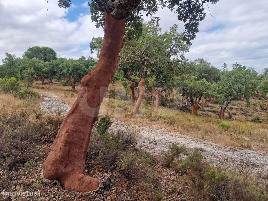 Terreno 14 HECTARES COM SOBREIROS E PINHEIROS-8