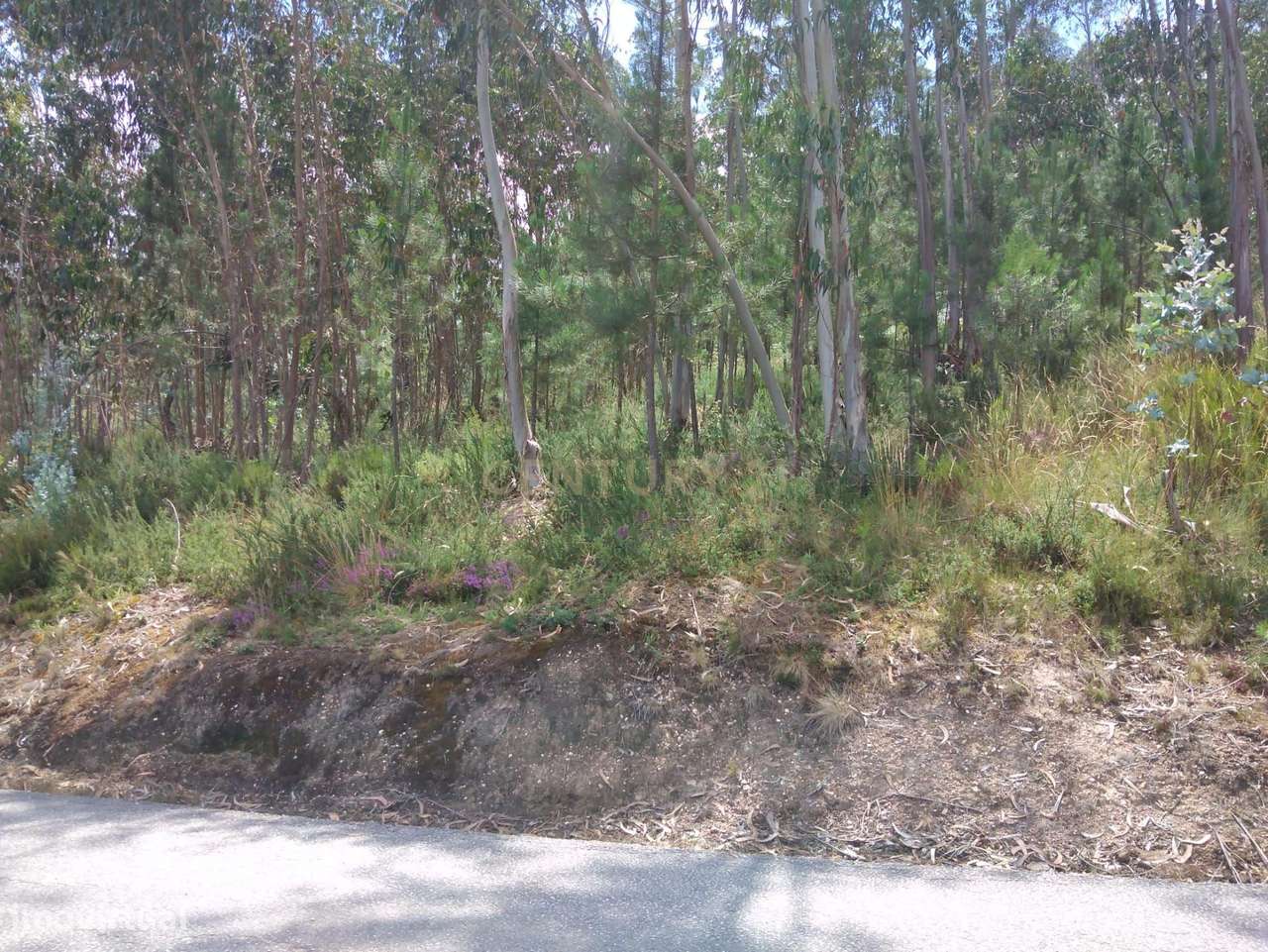 Terreno para construção de moradia em Soure - Grande imagem: 3/15