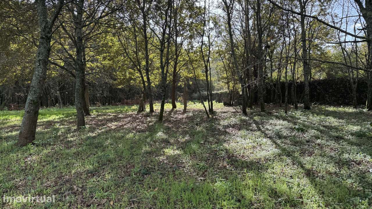 Ruína  9700m2 - vedada em pedra - Vila Cova-7