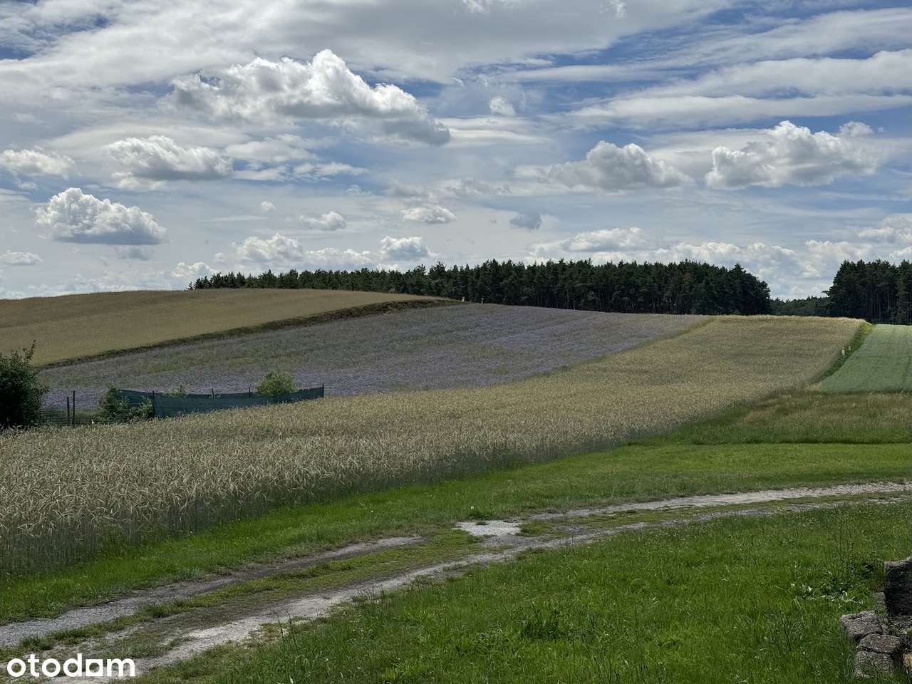 Działka budowlana z własnym lasem i asfaltowym dojazdem, media!-9