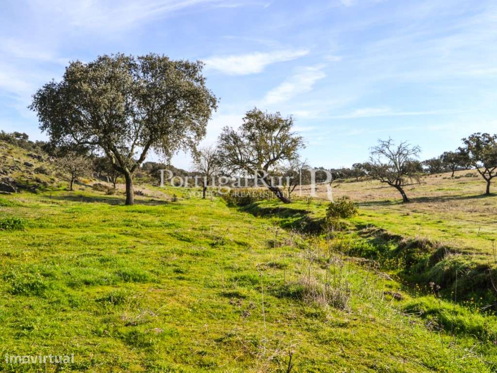 Herdade de 60 ha e monte, em Reguengos de Monsaraz-5