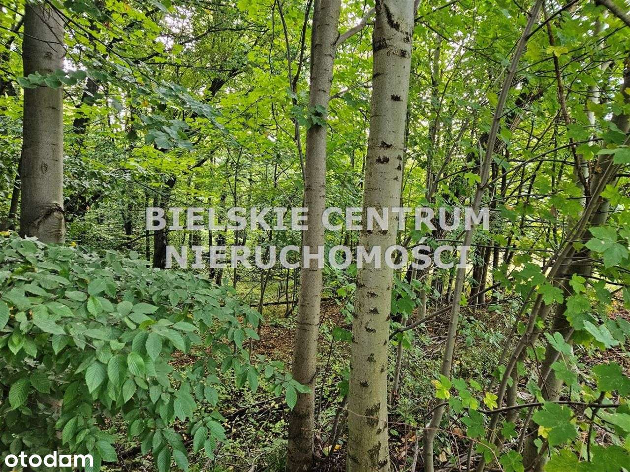 Działka, 13 942 m², Mazańcowice-13