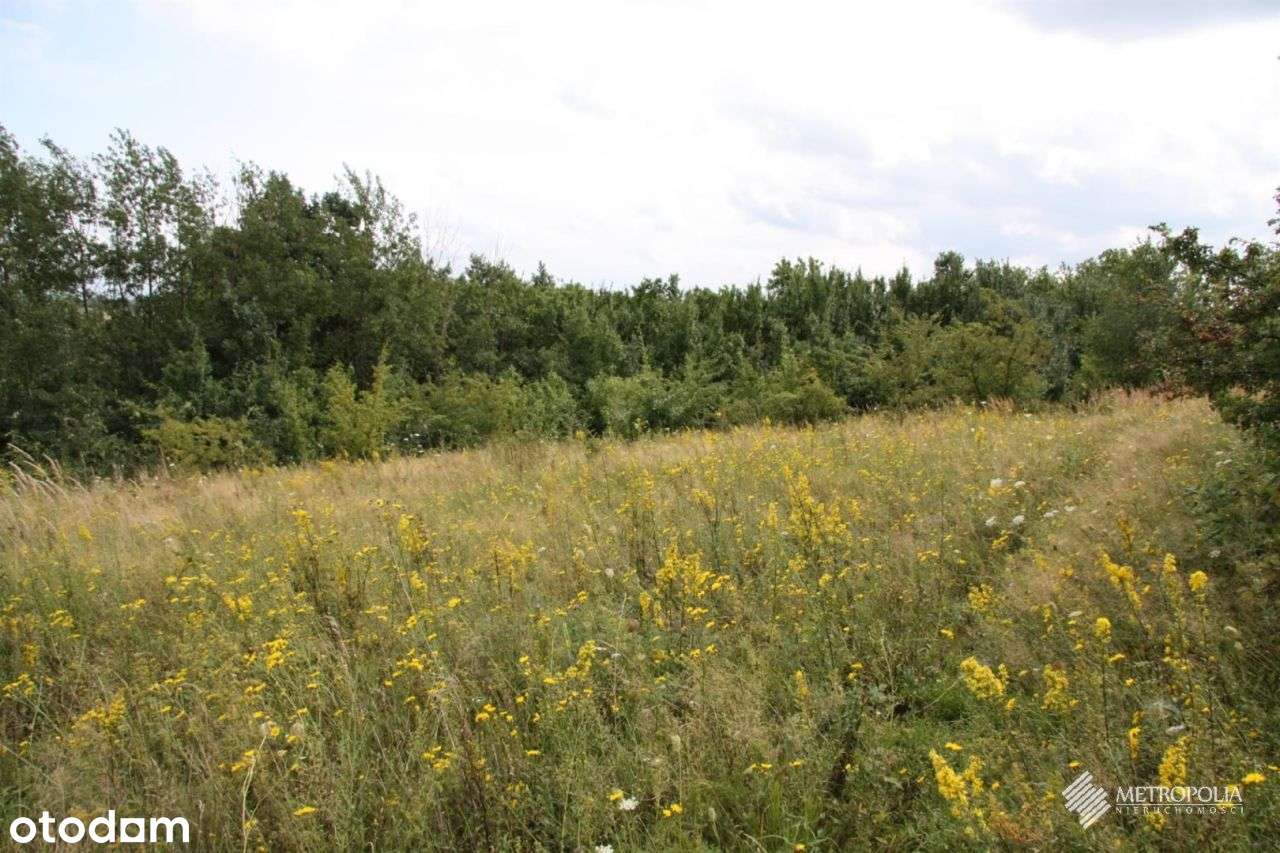 Biały Kościół | działki rolne - 1,9 ha-3