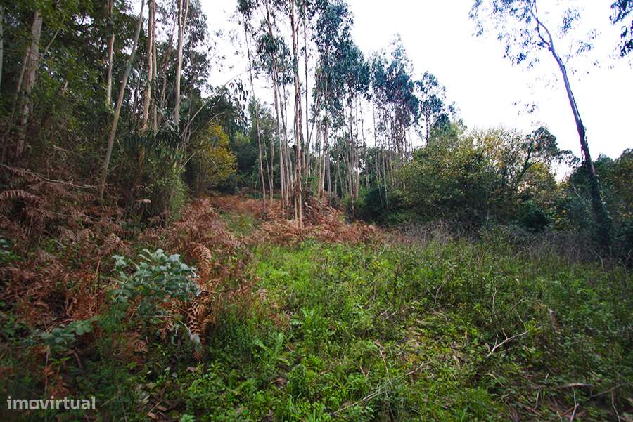 Grande propriedade, com floresta e 2 ruínas, Fraldeu, Óbidos-15